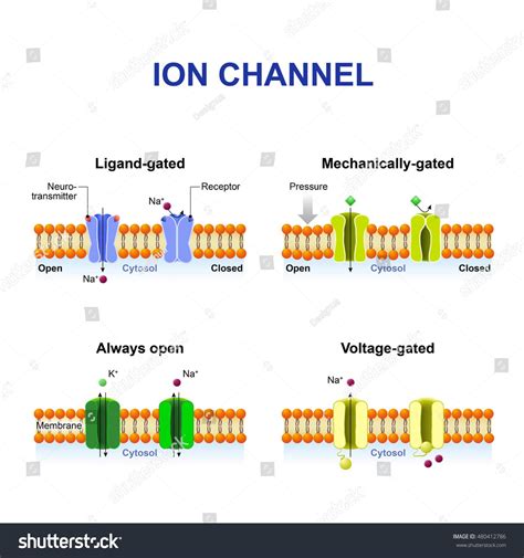 ion chanel|ion channel biology.